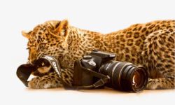 高级单反相机实拍美洲豹撕咬单反摄像机高清图片