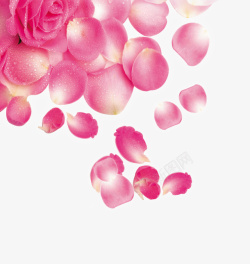 情人节粉色浪漫玫瑰瓣装饰素材