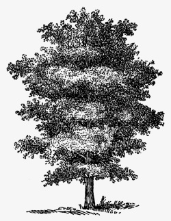 白描树木手绘大树高清图片