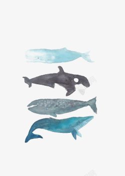 钃濊壊娓呮柊鲸鱼高清图片