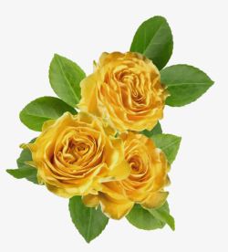 黄色玫瑰花花朵素材