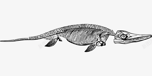 动物化石手绘图标png_新图网 https://ixintu.com 动物 手绘 爬行动物 黑白