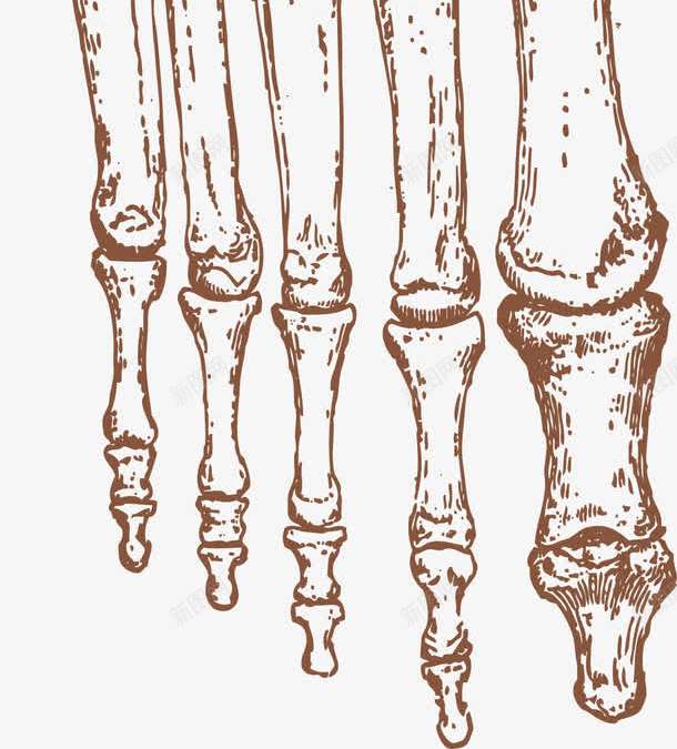 手掌骨骼器官示意图png免抠素材_新图网 https://ixintu.com 人体骨骼 器官 手掌 手掌骨骼 手绘器官 示意图 骨头