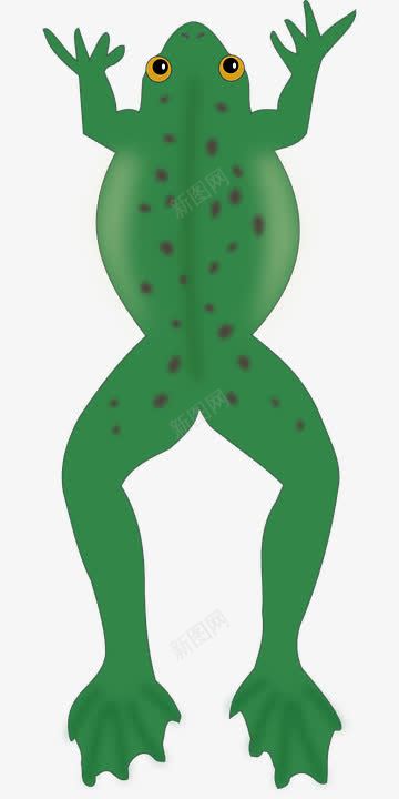 两栖类动物青蛙png免抠素材_新图网 https://ixintu.com 两栖类 动物 绿色 跳跃 青蛙