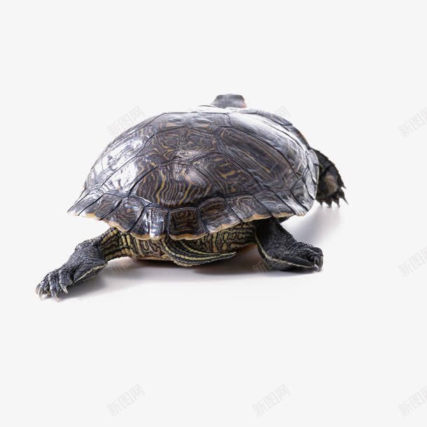 爬行中的乌龟png免抠素材_新图网 https://ixintu.com 乌龟 动物 爬行 爬行乌龟