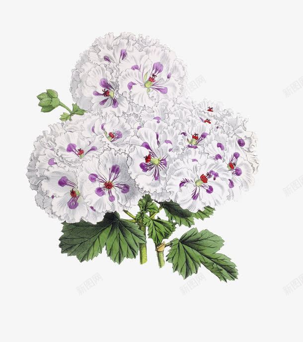 手绘白色小花朵png免抠素材_新图网 https://ixintu.com 一枝花 七叶 彩色花朵 手绘 手绘素材 手绘花卉 手绘花朵
