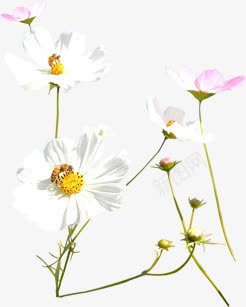 唯美白色花朵植物png免抠素材_新图网 https://ixintu.com 植物 白色 花朵