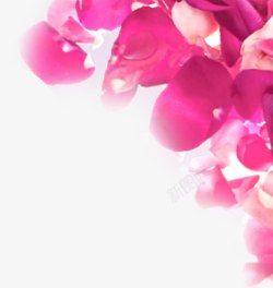 七夕海报植物红色花朵素材