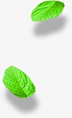 绿色清晰脉络树叶png免抠素材_新图网 https://ixintu.com 树叶 清晰 绿色 脉络