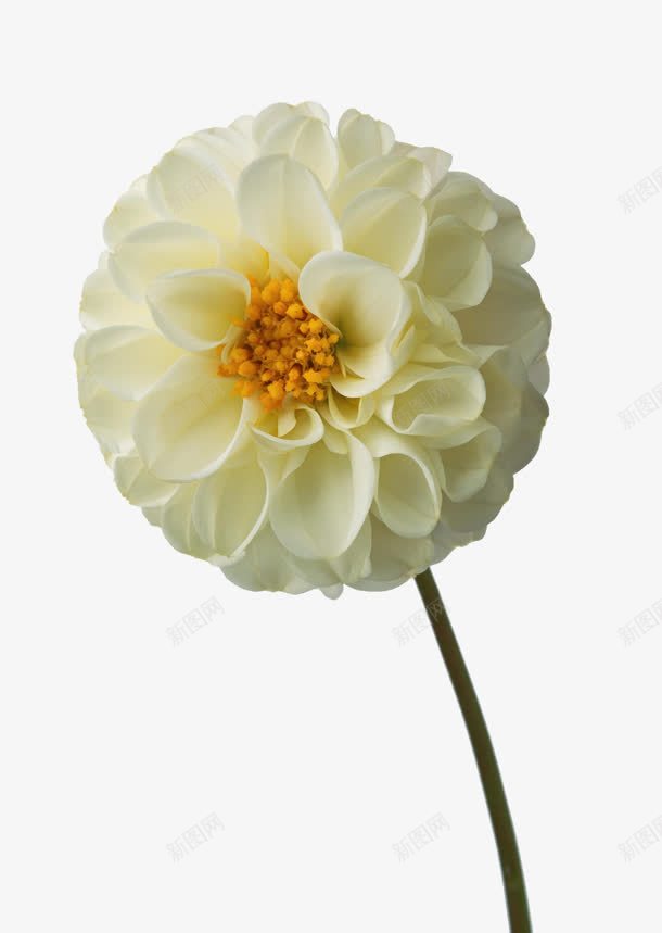 白色花朵花蕊装饰png免抠素材_新图网 https://ixintu.com 白色 花朵 花蕊 装饰