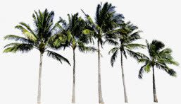 伫立的椰子树png免抠素材_新图网 https://ixintu.com 伫立 椰子树