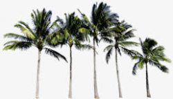 伫立的椰子树素材