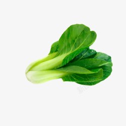 一颗青菜一颗绿油油的青菜高清图片