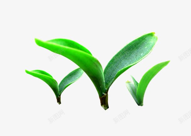 绿色清新绿芽装饰图案png免抠素材_新图网 https://ixintu.com 免抠PSD 植物 清新 绿色 绿芽 装饰图案