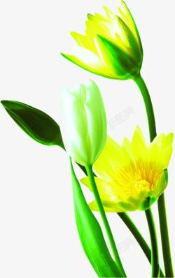 黄绿色清新小花装饰素材