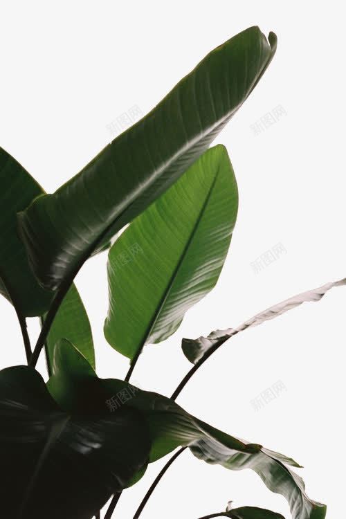 芭蕉叶子植物png免抠素材_新图网 https://ixintu.com 叶子 植物 素材 芭蕉
