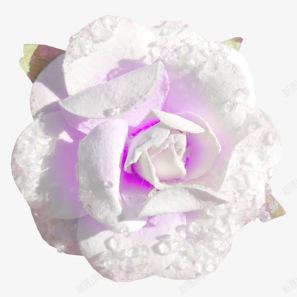 白色花卉花朵花瓣紫色花蕾png免抠素材_新图网 https://ixintu.com 产品实物 白色花朵 紫色花蕾 花卉