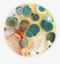 瀹瑰櫒培养细菌高清图片