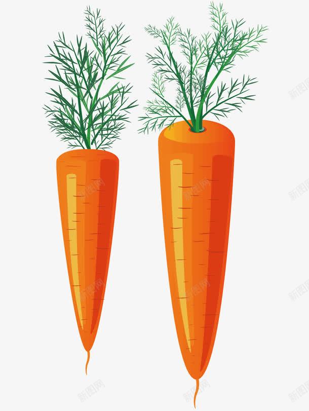 新鲜的胡萝卜png免抠素材_新图网 https://ixintu.com 吃的 新鲜蔬菜 植物 水果蔬菜 胡萝卜 蔬菜 食物