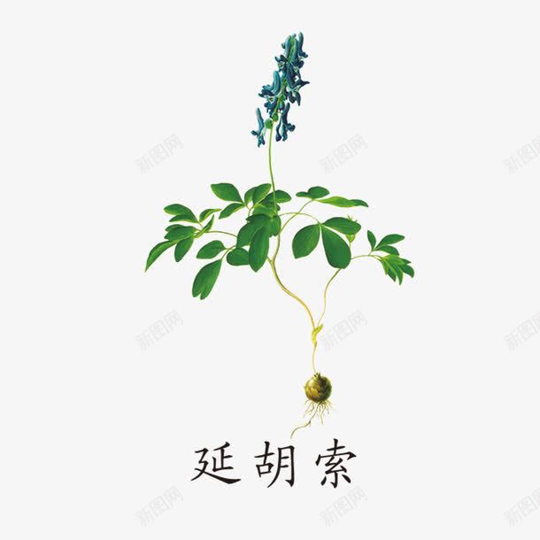 中药药材png免抠素材_新图网 https://ixintu.com 中国风 中国风草药 植物 草药 药材