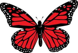 蝴蝶园红色蝴蝶高清图片