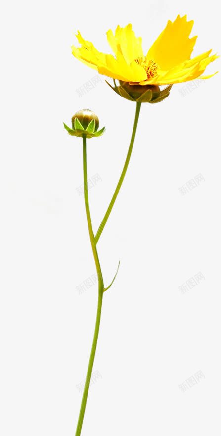 黄色靓丽花朵自然png免抠素材_新图网 https://ixintu.com 自然 花朵 靓丽 黄色