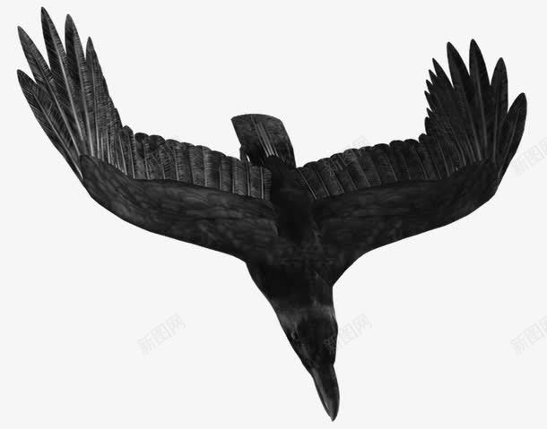 俯冲的乌鸦png免抠素材_新图网 https://ixintu.com 不详的鸟 乌鸦 鸟 黑色
