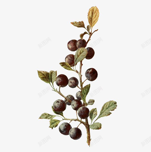 植物上的果实png免抠素材_新图网 https://ixintu.com png图形 手绘 果实 树叶 树枝 绿叶 装饰