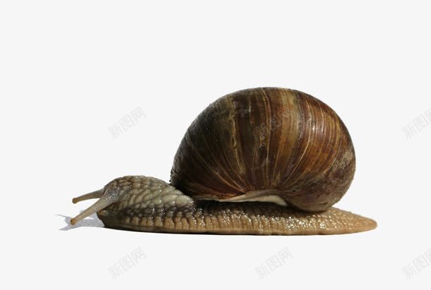 饿趴的蜗牛png免抠素材_新图网 https://ixintu.com 棕色 犄角 蜗牛 趴着