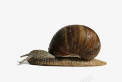 棕色犄角饿趴的蜗牛高清图片
