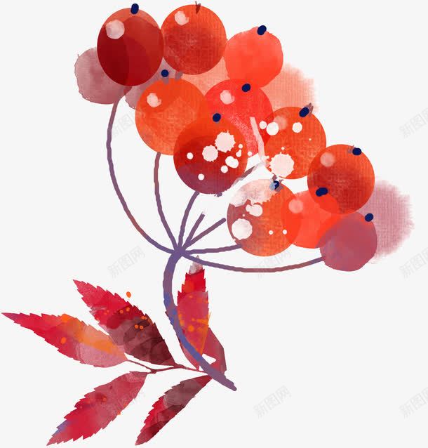 手绘水果果实png免抠素材_新图网 https://ixintu.com 卡通果实 手绘 手绘水果果实 果实 水彩 水果 红色