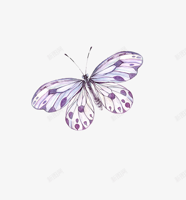 紫的蝴蝶png免抠素材_新图网 https://ixintu.com 手绘 紫色 美丽 蝴蝶