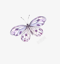 紫的紫的蝴蝶高清图片