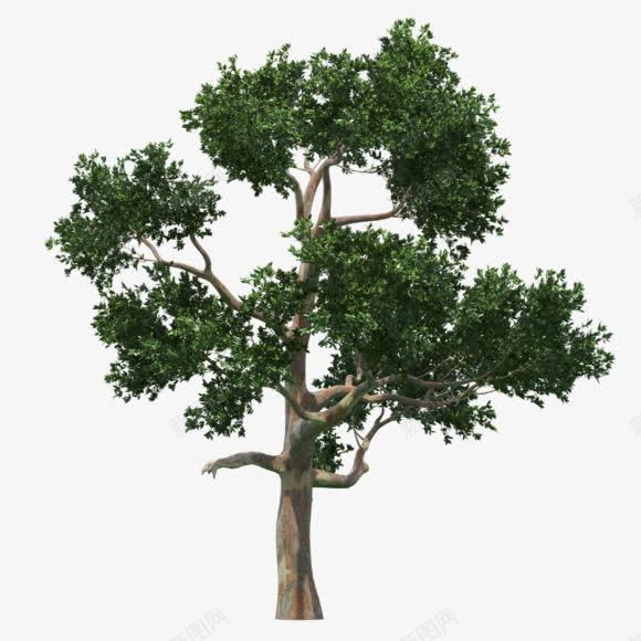 树木绿色树木植树节装饰png免抠素材_新图网 https://ixintu.com 树木 植树节 绿色 装饰