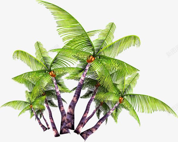 植物海报夏日椰子树png免抠素材_新图网 https://ixintu.com 夏日 植物 椰子树 海报