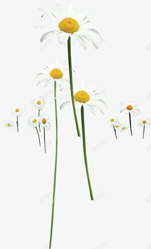 白色唯美花朵植物田园png免抠素材_新图网 https://ixintu.com 植物 田园 白色 花朵