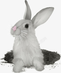 兔子洞灰兔高清图片