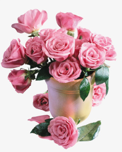 粉色花束玫瑰花素材