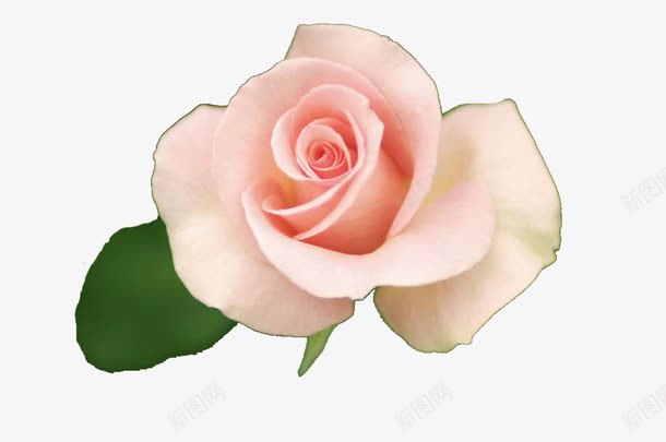 粉色的玫瑰花png免抠素材_新图网 https://ixintu.com 一朵花 玫瑰花 粉色花 花朵