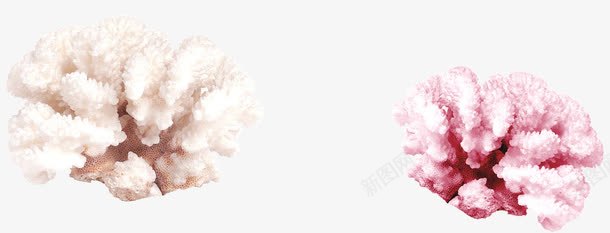 白色和粉色的珊瑚png免抠素材_新图网 https://ixintu.com 珊瑚 白色 粉色