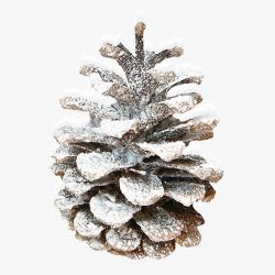 雪植物素材