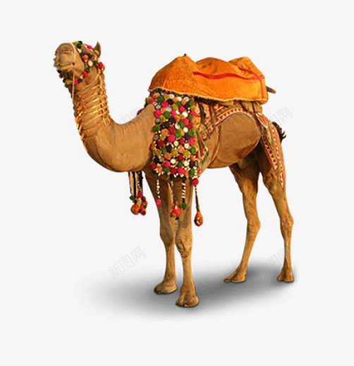 骑骆驼png免抠素材_新图网 https://ixintu.com png图片 免抠素材 骆驼 骑骆驼