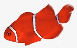 白条纹红鱼素材