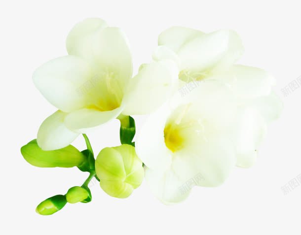 花苞白色花朵png免抠素材_新图网 https://ixintu.com 白色 花朵 花苞