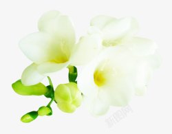 花苞白色花朵素材