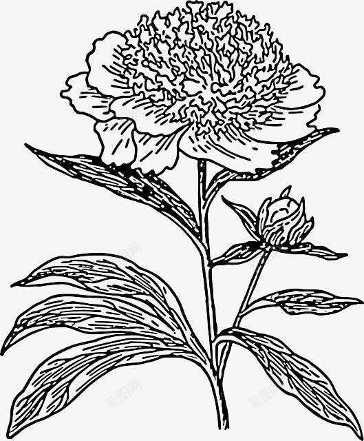 花朵素描图png免抠素材_新图网 https://ixintu.com 手绘图 植物 素描 花 花朵写生