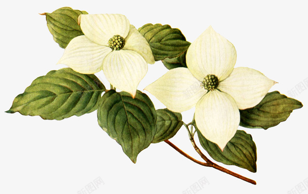 绿叶上的小白花png免抠素材_新图网 https://ixintu.com 叶子 植物 植物装饰 白色花朵 绿叶 绿植 花朵