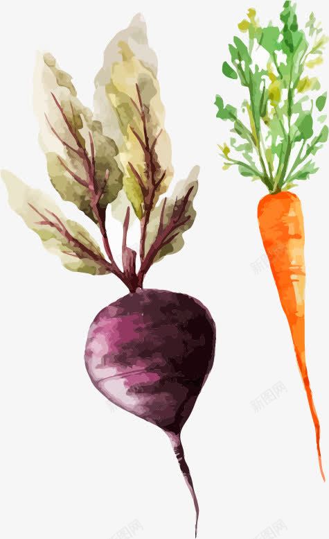 萝卜蔬菜png免抠素材_新图网 https://ixintu.com png 矢量素材 素材 萝卜 萝卜素材 蔬菜 蔬菜素材
