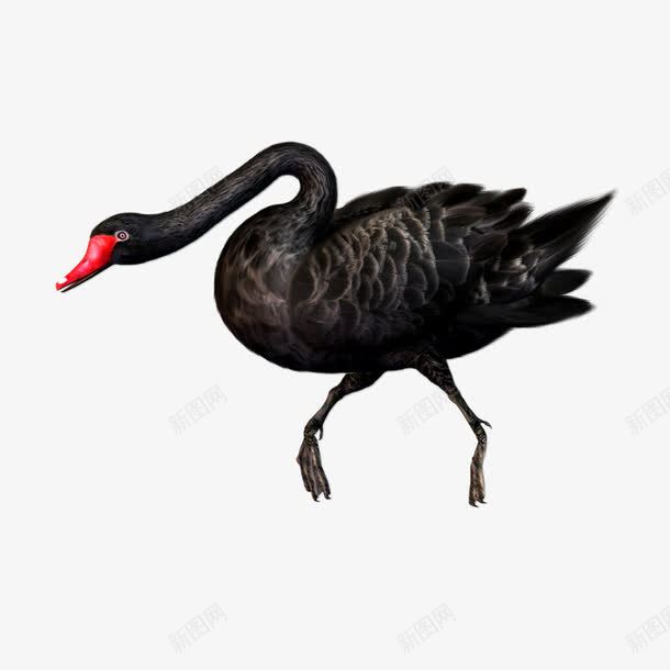 动物黑天鹅png免抠素材_新图网 https://ixintu.com 动物 红色 黑天鹅 黑色
