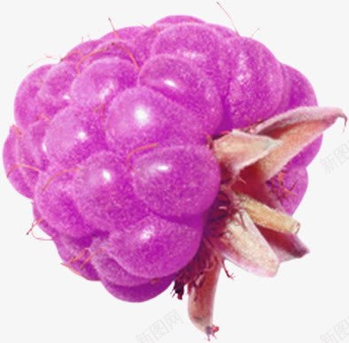 紫色诱人桑葚png免抠素材_新图网 https://ixintu.com 新鲜多汁桑葚 桑葚 水果 紫色 美味桑葚水果